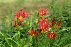 Hemerocallis 'Crimson Pirate'