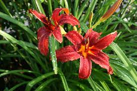  Hemerocallis 'Crimson Pirate'