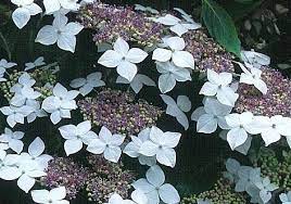  Hydrangea macrophlla 'Lanarth White'