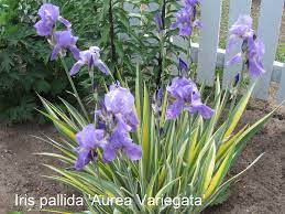 Iris pallida 'Varegata'