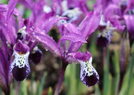  Iris retculata 'Spot on'