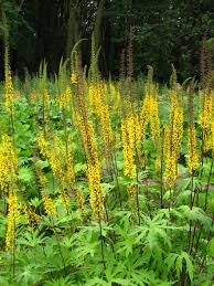 Ligularia prewalskii