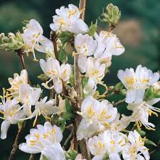  Lonicera fragrantissima x purpusii 'Winter Beauty'