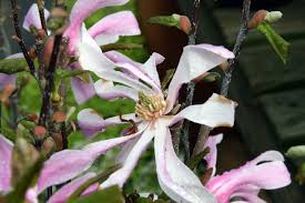  Magnolia x loebneri 'Leonard Messei'
