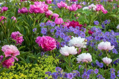 Peony border with Paeonia lactiflora 'Kelway´s Supreme', Alchemilla mollis and Geranium magnificum