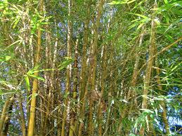  Phyllostachys aurea