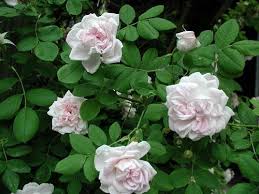 R. Great Maidens blush. Alba