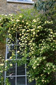 Rosa banksiae 'Lutea'
