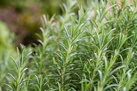 Rosemary