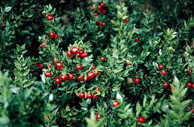  Ruscus aculeatus