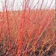  Salix daphoides