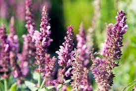  Salvia hemorosa 'Rosa Queen'