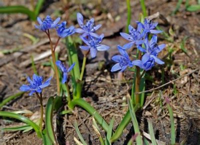 Scilla bifolia 