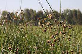  Scirpus lacutris