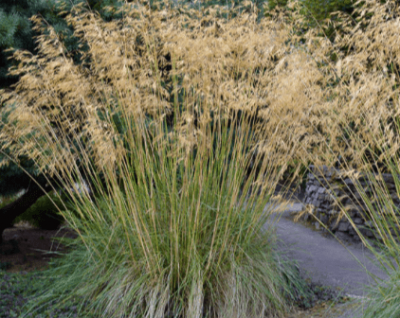 Stipa gigantea