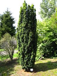  Taxus baccata 'Fastigata'