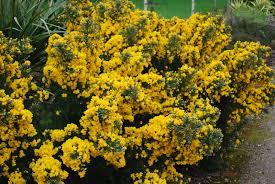 Ulex europaeus 'Flore Pleno'