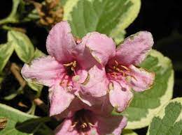  Weigela florida variegate