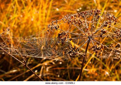  an Autumn early morning.