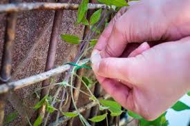 tieing in wall shrubs