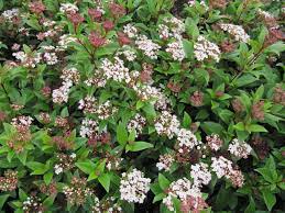 Viburnum tinus 'Eve Price'