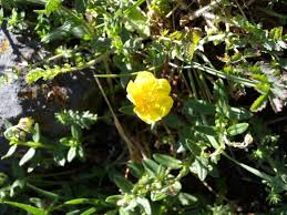 Hellianthemum nummularium 'Whisley Primrose'