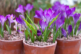  pots of colour.