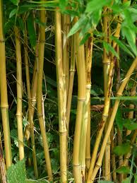 Phyllostachy aureosulcata f. aureocaulis