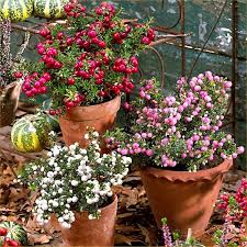 A group of pernettya in containers that can be sited near the ho