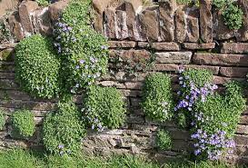  Alpines planted on a rock wall