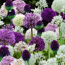  Amazing Alliums