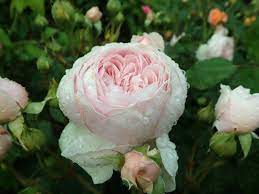  Autumn Rosa 'Geoff Hamilton'