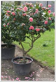  Camellias grow well in containers.