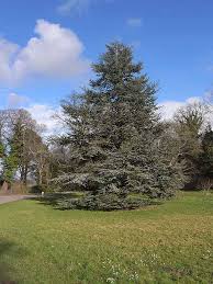 Cedrus atlantica 'Glauca'