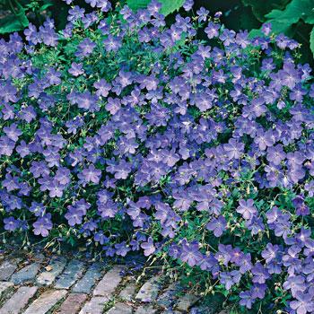 Geranium 'Johnston's Blue'