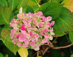  Hydrangea macrophlla 'Madama Emile Mouillere'