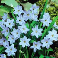  Ipheion rolf fiedler