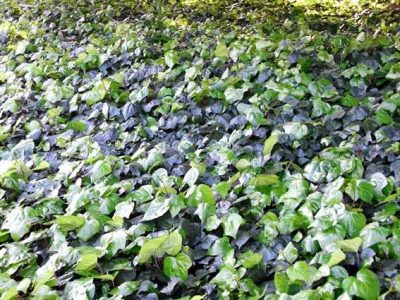 ivy grown as ground covers