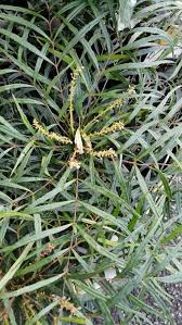 Mahonia eurybracteata Subso. ganpinensis 'Soft Caress'