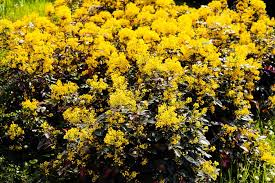  Mahonias on mass