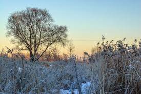  Prairie planting in the winter