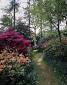 Rhododendrons making the highlight of a mid summer woodland garden.