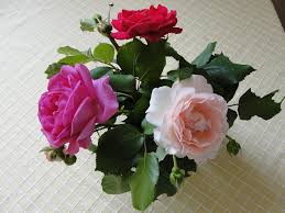  Roses are a delight when picked from the garden.