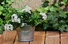  Spring shrubs can be wonderful in pots and containers