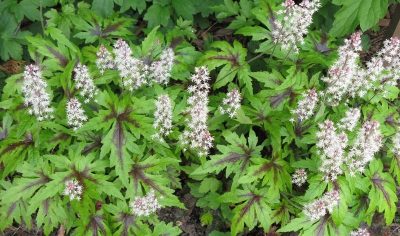 Tiarella 'Iron Butterfly'