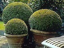  Topiary in pots