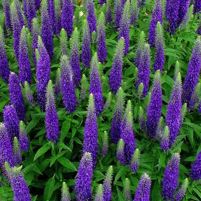 Veronica spicata