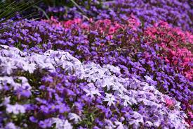  Wall timbering plants add an extra splash of spring colour!