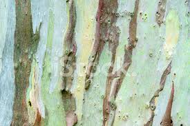  Close of Eucalyptus