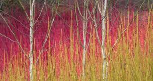 Colourful winter stems